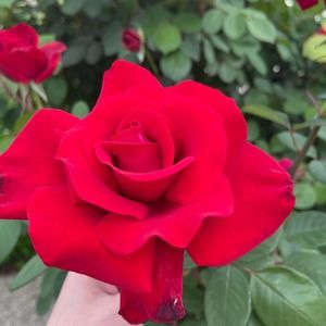 Meet your Posher, Jacklyn